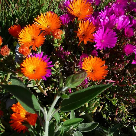 Quinta Quinze 4* Boliqueime