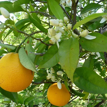לינה וארוחת בוקר Quinta Quinze *