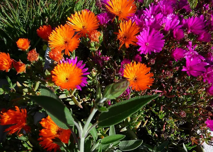 Quinta Quinze 3* Боликейме